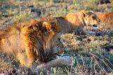 TANZANIA - Serengeti National Park - Leoni Lions - 48